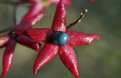 Clerodendrum trichotomum var. fargesii