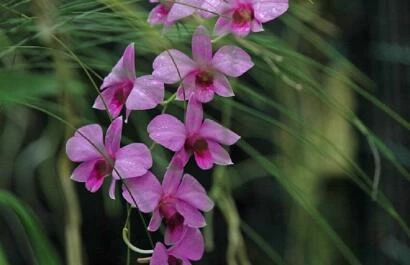 Dendrobium-biggibum