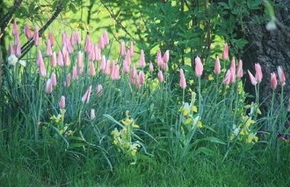 Open-tuin-Grondig-Geniethen-28-april-3-19