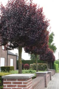 Prunus cerasifera 'Nigra'