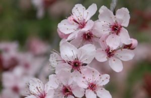prunus-prcnigra-roodblad