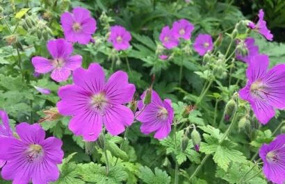 Geranium De Briellaerd