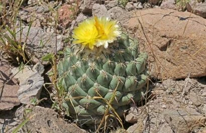Jublieum Succulenta