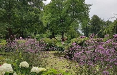 Verbena bonariensis Kasteel Lunenburg