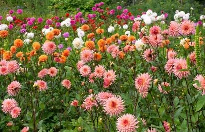Zomerbloemenfestijn De Boschhoeve