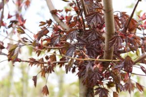 Acer platanoides 'Crimson Sentry'