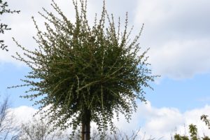 Larix decidua 'Kórnik'