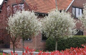 Prunus eminens ‘Umbraculifera’