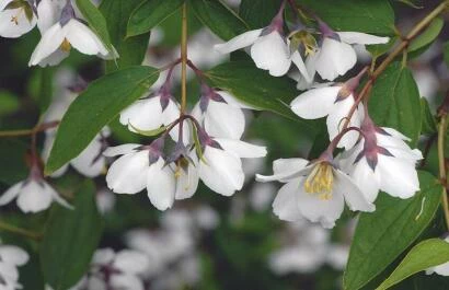 Philadelphus purpurascens