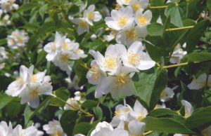 Philadelphus satsumi