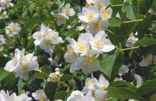 Philadelphus satsumi