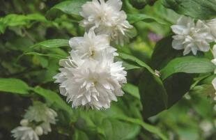 Philadelphus 'Minnesota Snowflake'