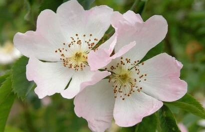 Bloem van de hondsroos