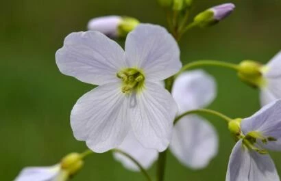 Cardamine pratensis