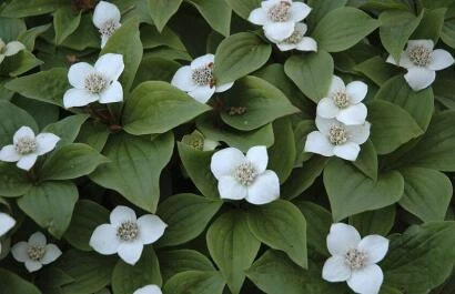 Canadese kornoelje#Canadian dogwood