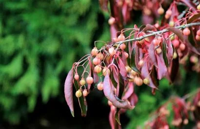 Euonymus carnosus 'Red Wine'