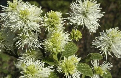 Fothergilla major
