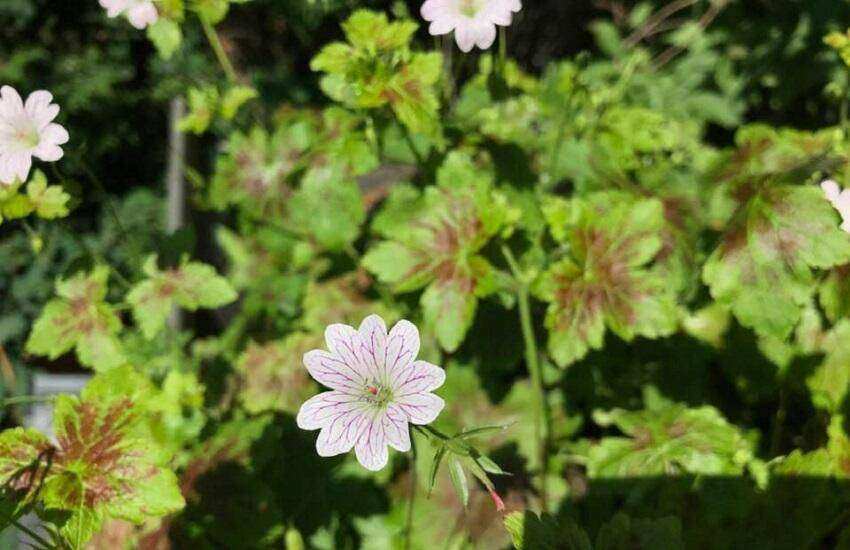 Jan Neelen Vaste Planten Geranium