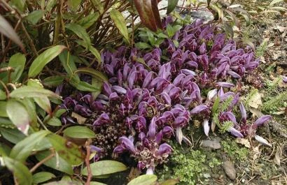 Lathraea clandestina