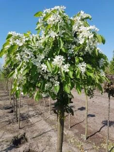 Malus White Candle