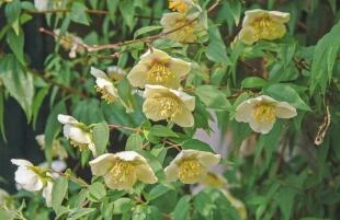 Philadelphus mexicanus