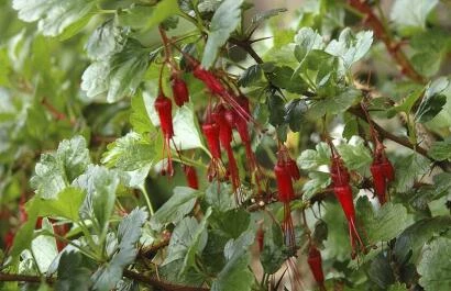 Ribes speciosum