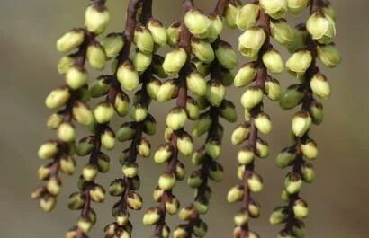 Stachyurus praecox