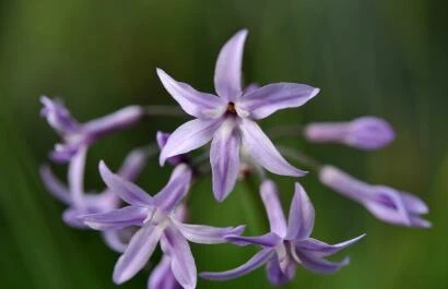 Tulbaghia violacea