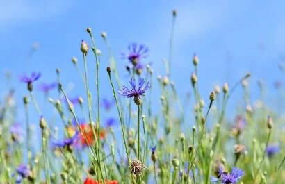 alpine-cornflower IPD cursus