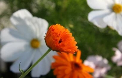 Festina lente tuin open dag