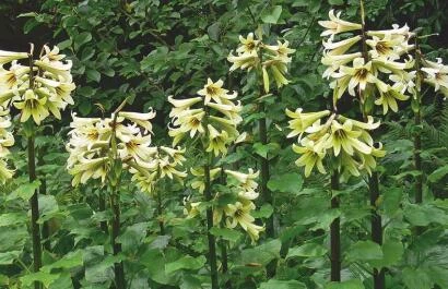 Cardiocrinum giganteum