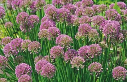 Allium 'Millenium'