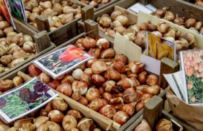 Bloembollenmarkt Keukenhof