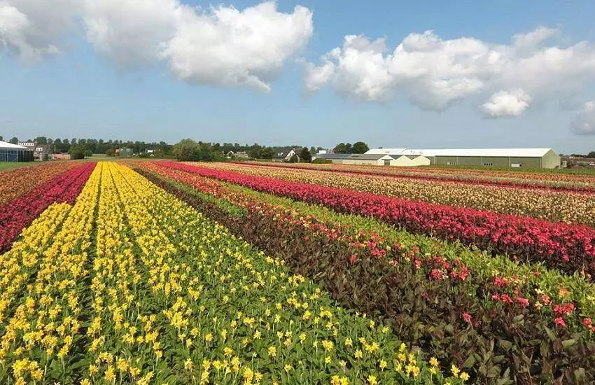 Bollenstreek in bedrijf