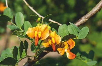 Colutea media 'Copper Beauty'