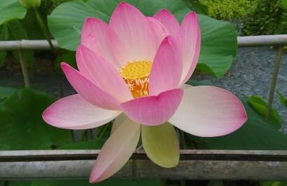 Lotus leidse hortus