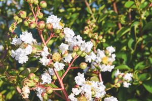 Lagerstroemia 'Bianco Grassi'