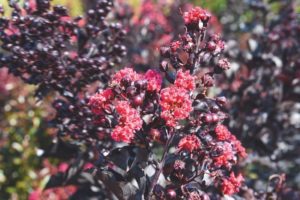 Lagerstroemia 'Ebony Embers'