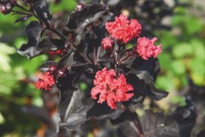 Lagerstroemia 'Ebony Fire'