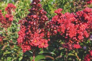 Lagerstroemia 'Miss Francess'