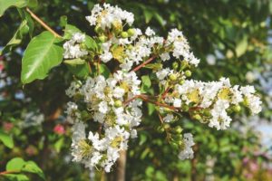 Lagerstroemia 'Sarah's Favorite'