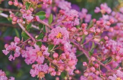 Lagerstroemia indica 'Jacqueline Desmartis'