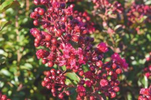 Lagerstroemia indica 'Red Imperator'