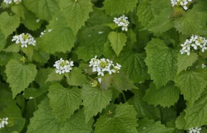 Alliaria petiolata