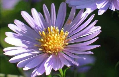 Aster Folzt
