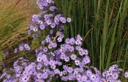 Aster-cordifolius-Little-Carlow Festina