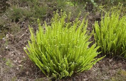 Blechnum spicant