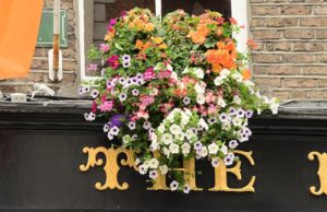 Bloeiend Dublin