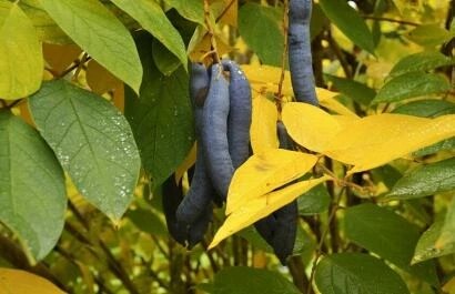 Decaisnea fargesii