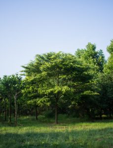 Zelkova serrata - Japanse Zelkova